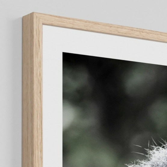 Koala Comfort - Daisy Grace Lifestyle