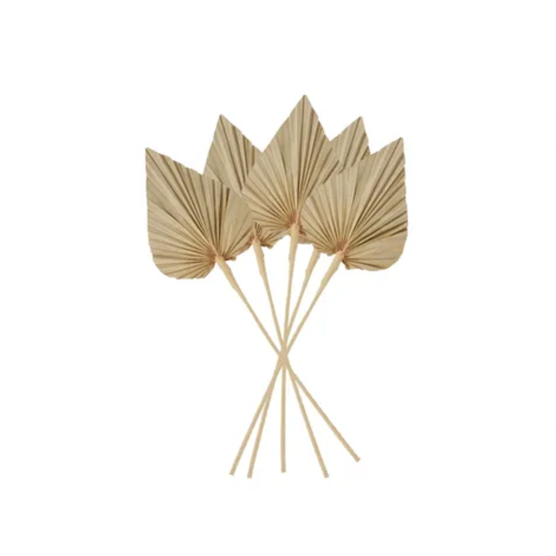 Spade Palm Dried NATURAL - 12x45cm - Daisy Grace Lifestyle