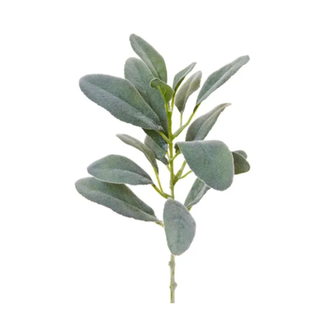 LAMB'S EAR LEAF SHORT STEM 34CM GREEN - Daisy Grace Lifestyle