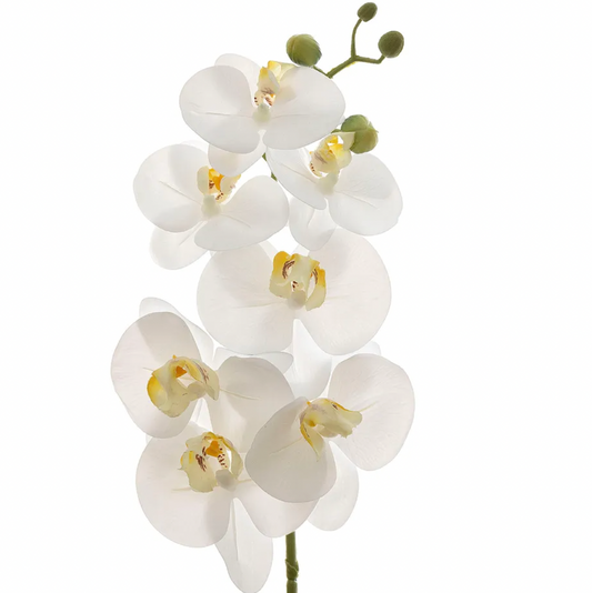 ORCHID PHALAENOPSIS SPRAY REAL TOUCH 70CM WHITE - Daisy Grace Lifestyle