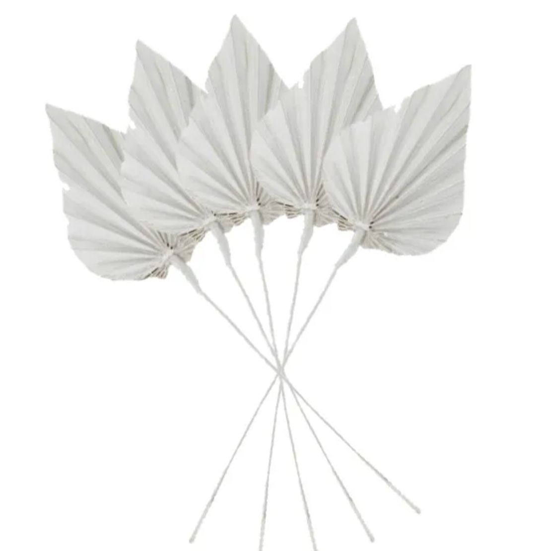 Spade Palm Dried - WHITE 12x45cm - Daisy Grace Lifestyle