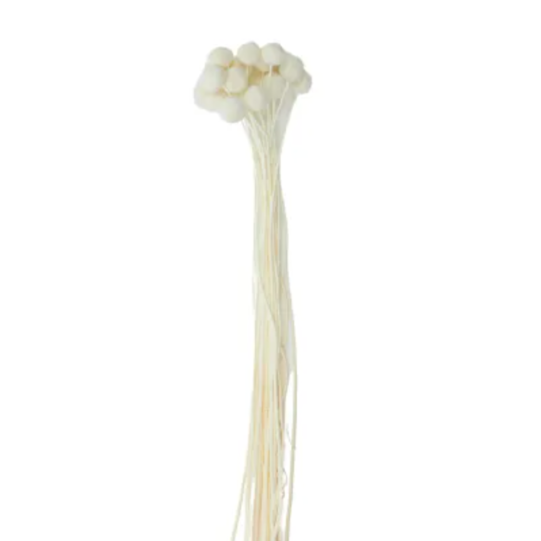 Billy Button Dried Bunch 60cm Ivory - Daisy Grace Lifestyle