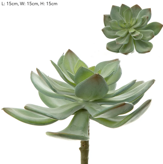 Succulent Pearl Pick 15cm Green