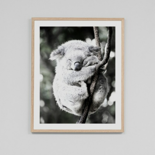 Koala Comfort - Daisy Grace Lifestyle