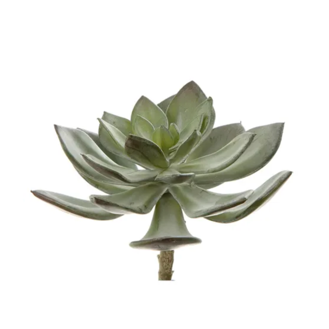 SUCCULENT PEARL PICK 15CM GREY - Daisy Grace Lifestyle