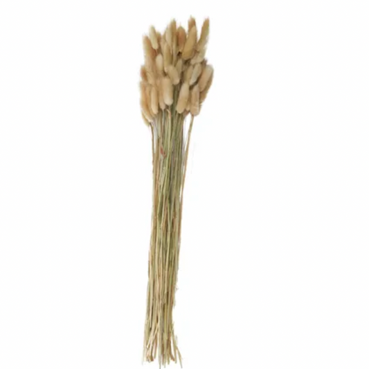 Lagurus Dried Bunch 60cm Natural - Daisy Grace Lifestyle