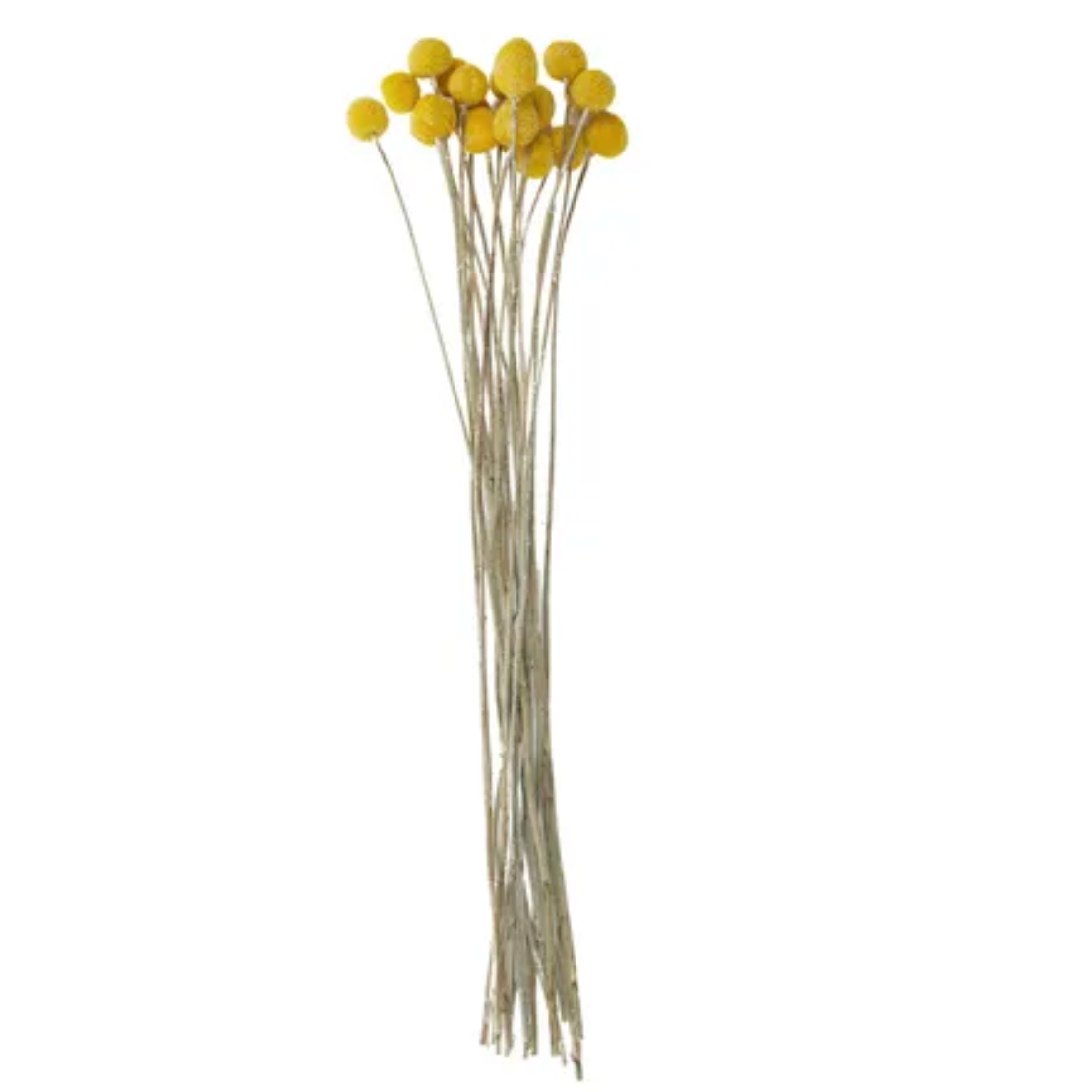 Billy Button Dried Bunch 60cm Mustard - Daisy Grace Lifestyle