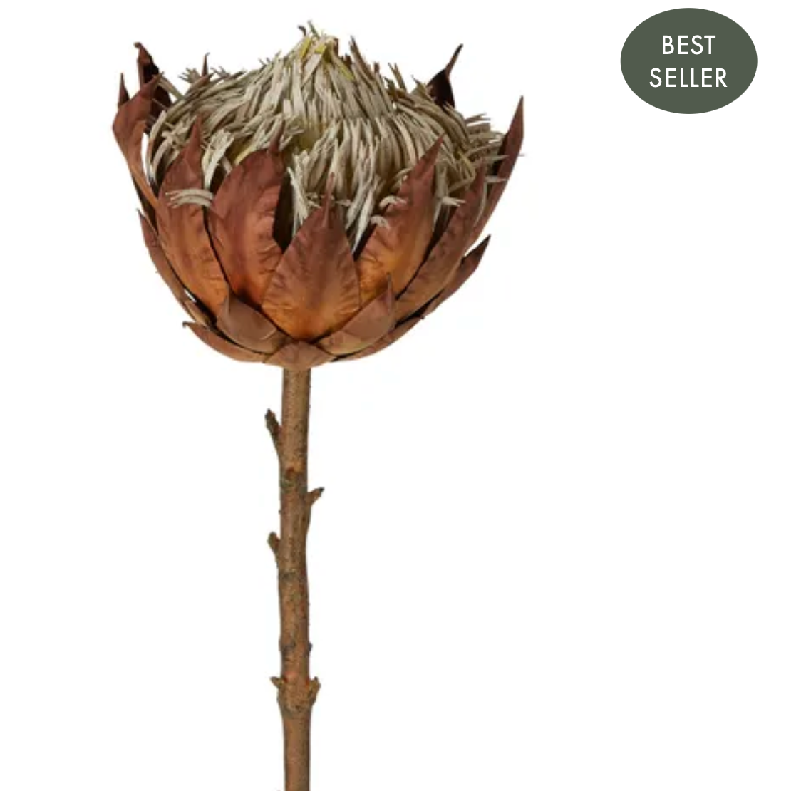 DRIED LOOK PROTEA STEM LARGE 66CM BROWN - Daisy Grace Lifestyle