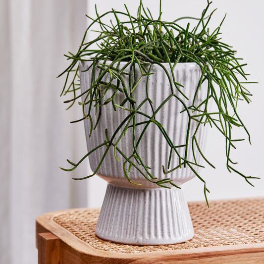 Taylor Ribbed White Planter - Different sizes available - Daisy Grace Lifestyle